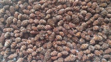 alder cones (40g)