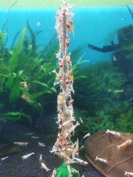 Shrimp-Lollies Mega-Mix