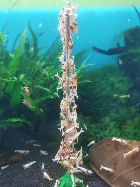 Shrimp-Lollies Mega-Mix
