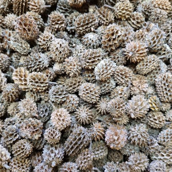 casuarina cones